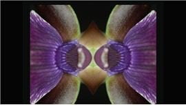 Fine Art Portfolios at Joyce Anderson Photography